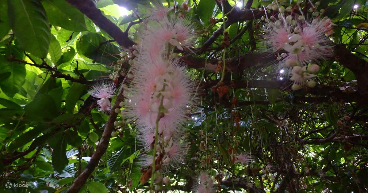 Sagaribana pattern picture violet purple - Stock Illustration 69592590 www.pixtastock.comSagaribana, A Phantom Flower That Falls Overnight 🪷 - Iriomote Island
iriomote-island.jp水辺に生きる気高い夜の花「サガリバナ」の魅力に迫る – HUBLOG
huvrid.co.jpWallpaper Main | River’s Dream Of Hokkaido
north-trout.comhokkaido
Sagaribana (Barringtonia Racemosa Or Powder-puff Tree).” #Sagaribana Is
www.pinterest.jp【サガリバナ満開】一夜限りの幻想的に咲く魅惑の甘い芳香花!! | 沖縄 宮古島 観光・移住・暮らし ㊙ ガイド Miyakojima Guide
xn–eckp2g942o3eij1b.comLa Flor Sagaribana – サガリバナ En Una Japonesa En Japón - ある帰国子女のブログ
unajaponesaenjapon.comSagaribana Watching Tour (Ishigaki / Iriomote Island) - Klook Australia
www.klook.comSagaribana Watching Tour In Iriomote Island - Klook
![Sagaribana Watching Tour in Iriomote Island - Klook